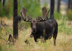 jackson wy moose