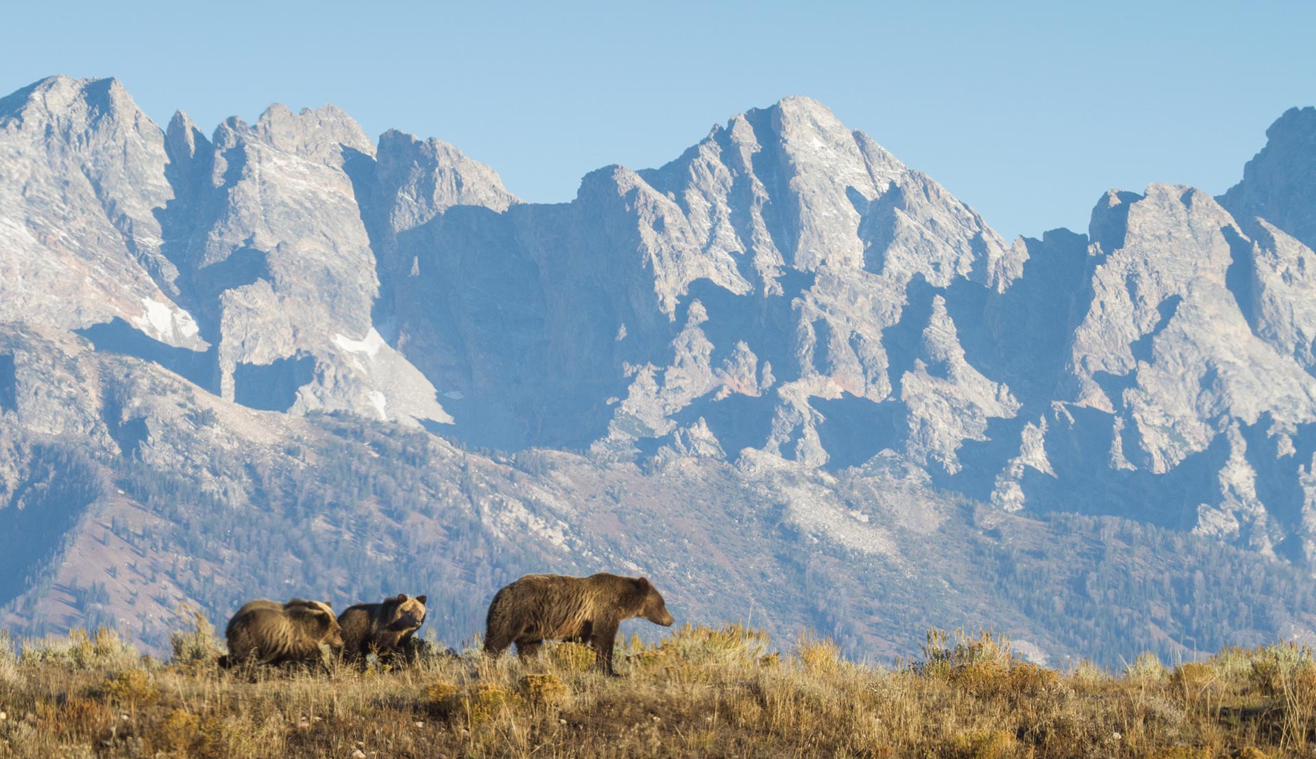 jackson hole wildlife adventures