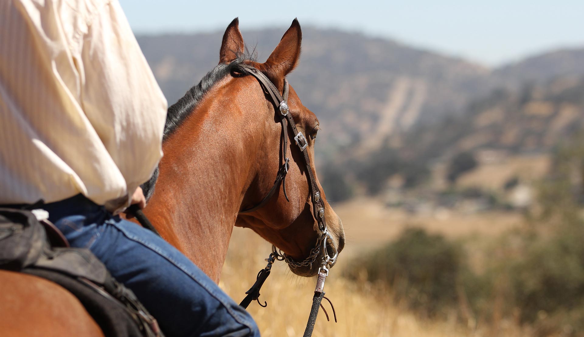 jackson hole horseback riding