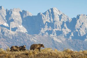 Fall Yellowstone Wolf and Bear Safari