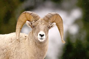 Bighorn Sheep and the Pathways of Migration