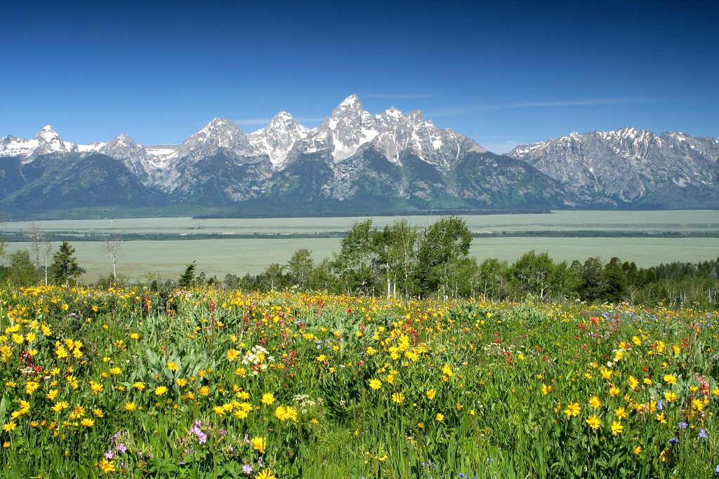 Wyoming Wildflowers in Full Bloom| Jackson Hole, Wyoming