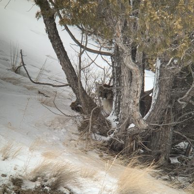 Mountain Lion Sighting In Jackson Hole